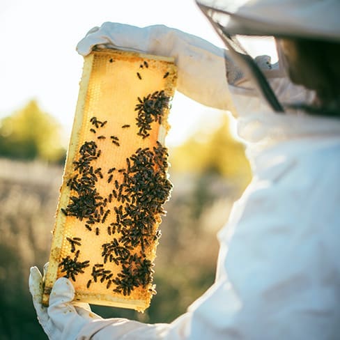Bee Hives